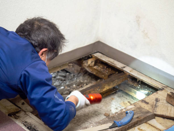 Best Attic Mold Removal  in Gra Forks, ND