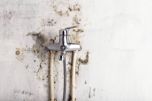 Trusted Grand Forks, ND Mold Removal Experts