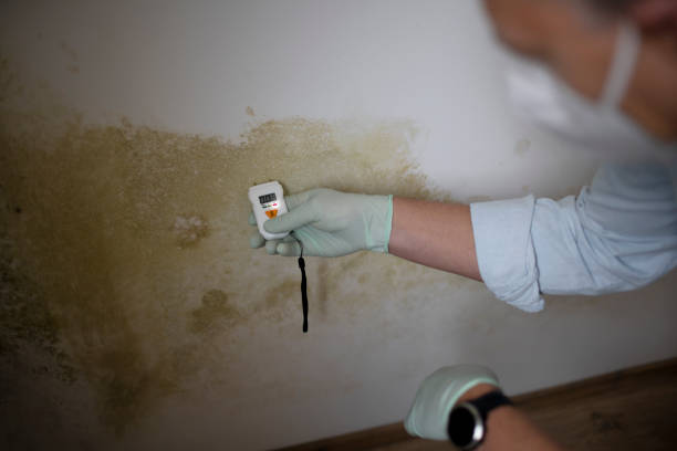 Best Toxic Mold Removal  in Gra Forks, ND