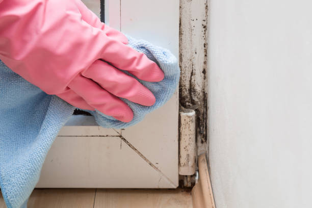 Office Mold Removal Services in Grand Forks, ND